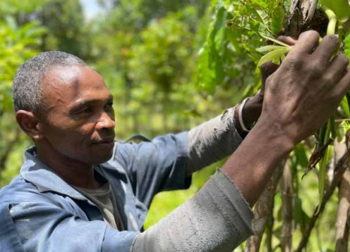 Picking the highest quality of Sava Vanilla products