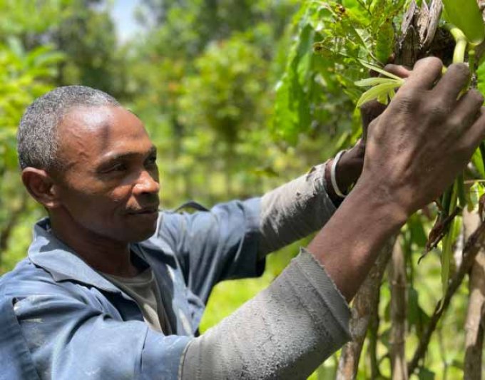 Picking the highest quality of Sava Vanilla products