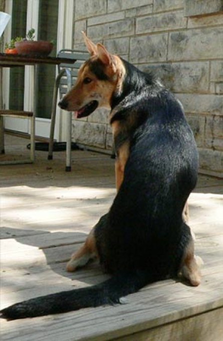Beloved Dog at Noble Coyote Coffee Roasters